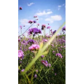 风景1101