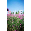风景1109