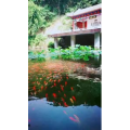 风景1121