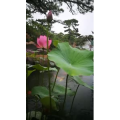 风景1140