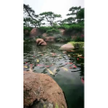 风景1150