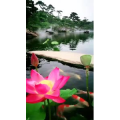 风景1155