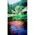 风景1171