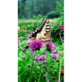 风景1172