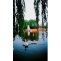 风景1177