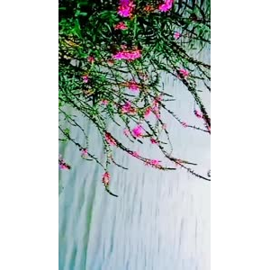 风景1180