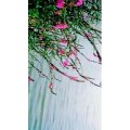 风景1180