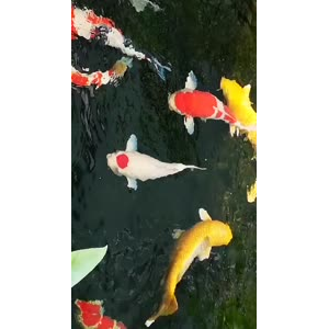 风景1182