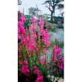 风景1190