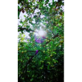 风景1204
