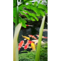 风景1230