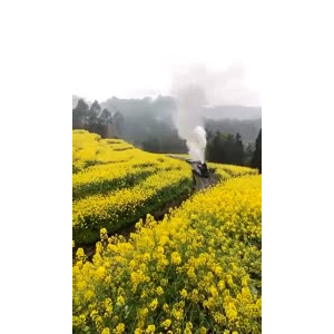 风景1233