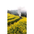 风景1233