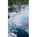 风景1265