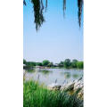 风景1271