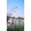 风景1275