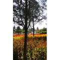 风景1277