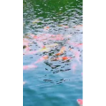 风景1280