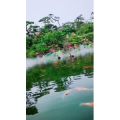 风景1306