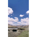 风景1311