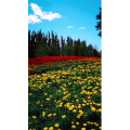 风景1330