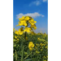 风景1343
