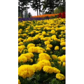 风景1349