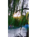 风景1357