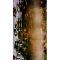风景1375