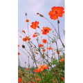 风景1393