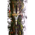 风景1406