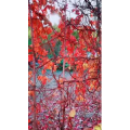 风景1408