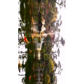 风景1409