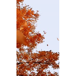 风景1418