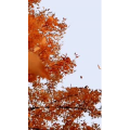 风景1418