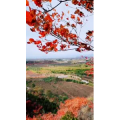 风景1419