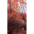 风景1428