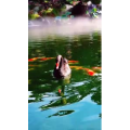 风景1439