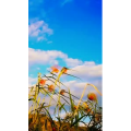 风景1444