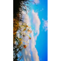 风景1447