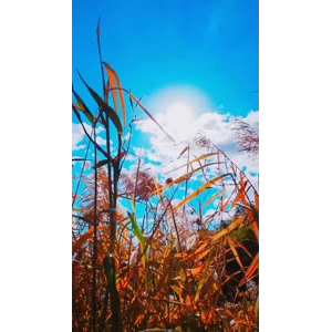 风景1477