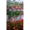 风景1490