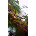 风景1494