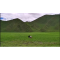 风景1531
