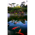 风景1544