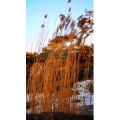 风景1572