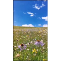 风景1608