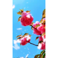 风景1699