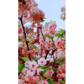 风景1700