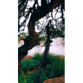 风景1704